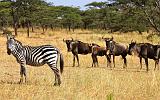 TANZANIA - Serengeti National Park - Lobo - 26